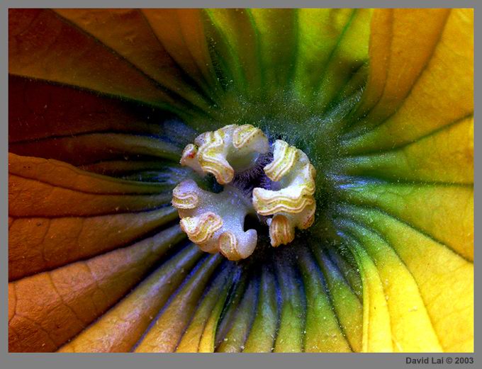 фото "Unknown flower" метки: макро и крупный план, природа, цветы