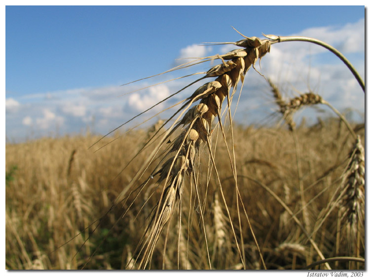 photo "Rye" tags: nature, genre, flowers