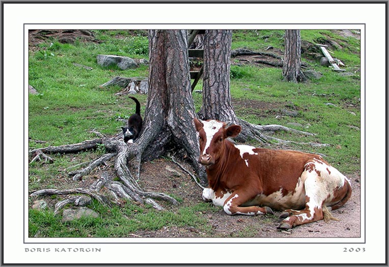 photo "Idyll" tags: nature, genre, pets/farm animals
