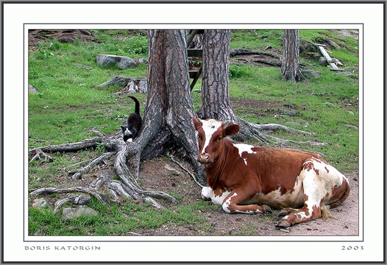 photo "Idyll" tags: nature, genre, pets/farm animals