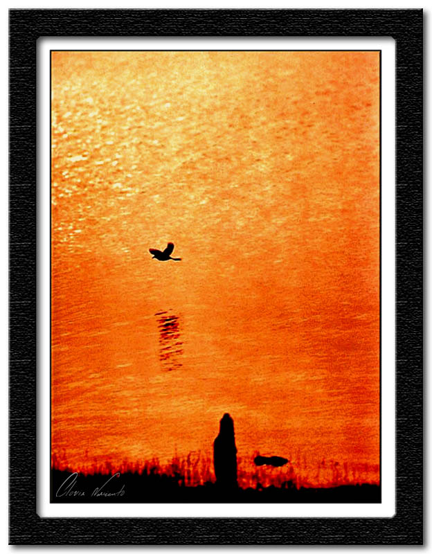 photo "Ave (Bird)" tags: landscape, nature, pets/farm animals, sunset