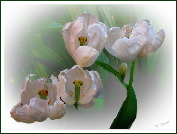 photo "Tulips" tags: montage, nature, flowers