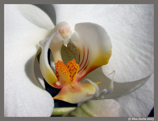 фото "Orquidea I" метки: природа, цветы