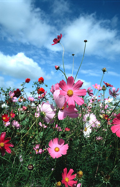 photo "*" tags: nature, flowers