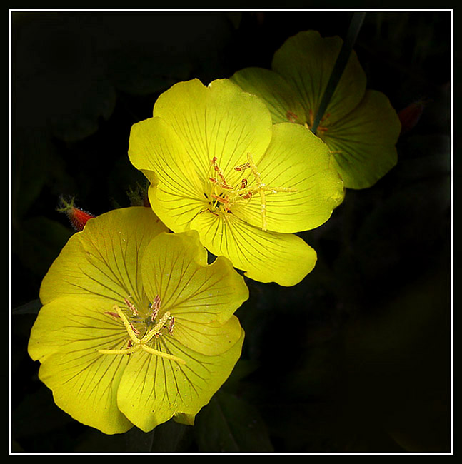 photo "Yellow and black" tags: nature, flowers