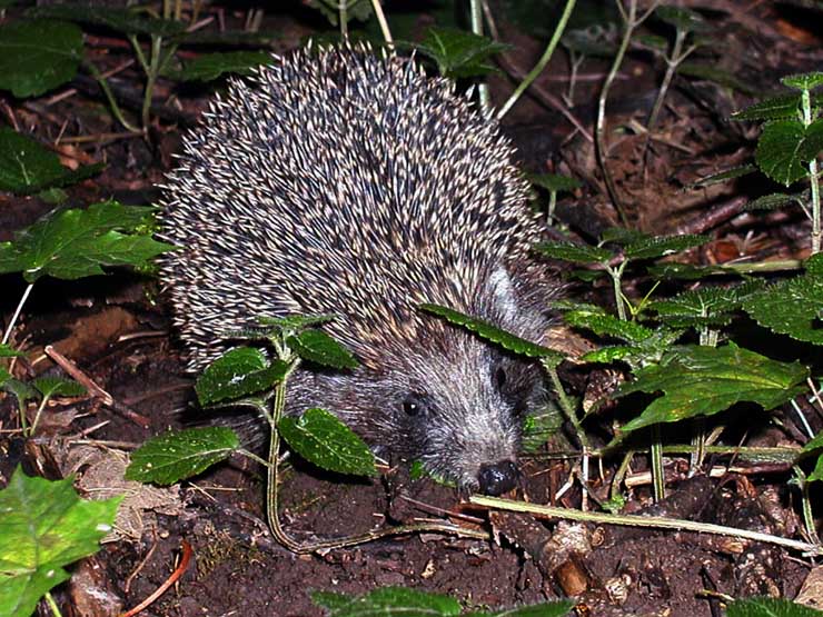 photo "The hedgehog" tags: nature, wild animals