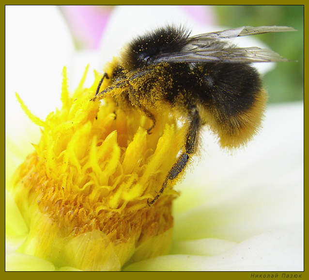 photo "It is tasty" tags: macro and close-up, nature, insect