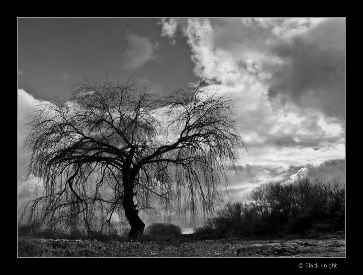 фото "From The Earth to the Sky" метки: пейзаж, лес, облака