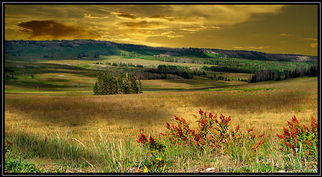 photo "meadow" tags: landscape, 