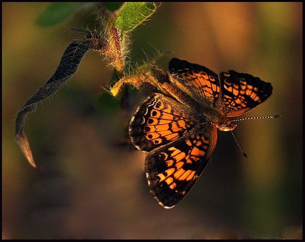 photo "Sojourn" tags: nature, macro and close-up, insect