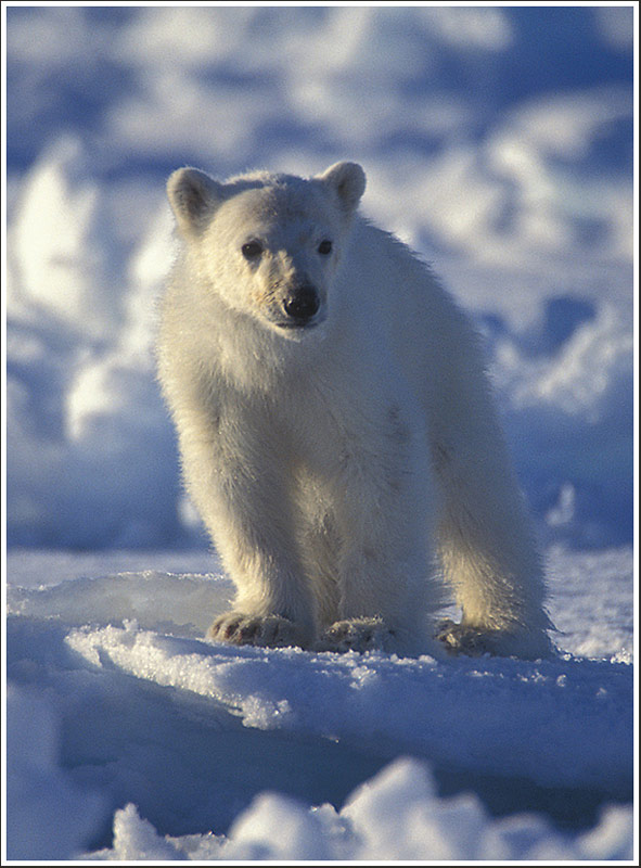фото "Icy Baby" метки: природа, дикие животные