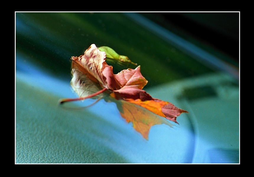 photo "First sign on the carwindshield" tags: genre, 