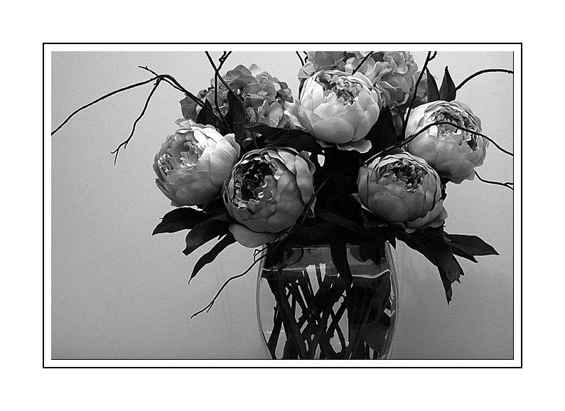 photo "-0-0-" tags: black&white, nature, flowers