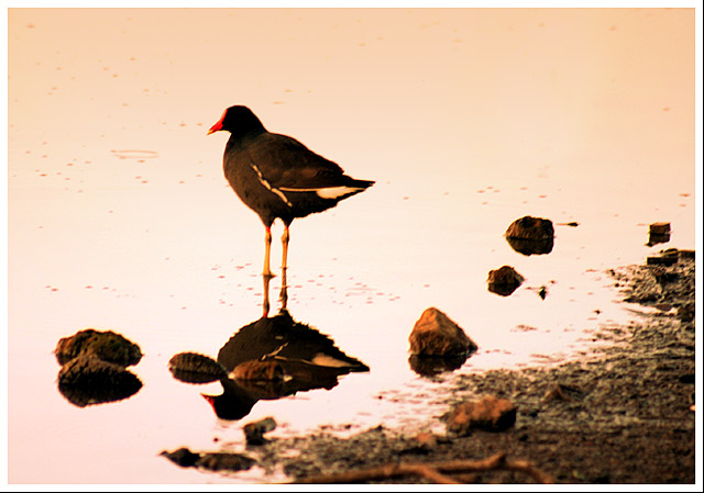 фото "the bird" метки: природа, дикие животные