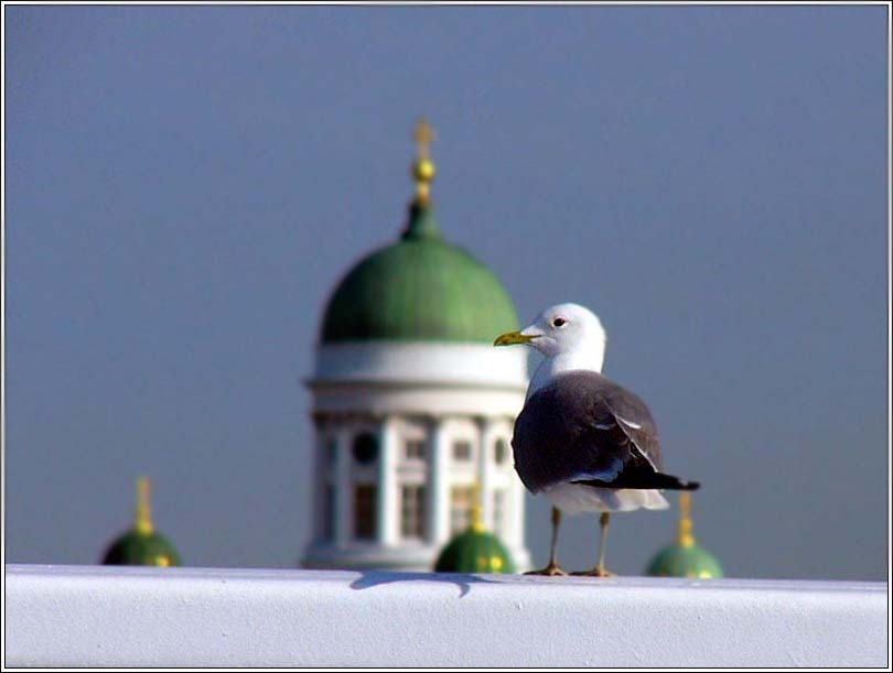 photo "The seagull in Helsinki" tags: misc., 