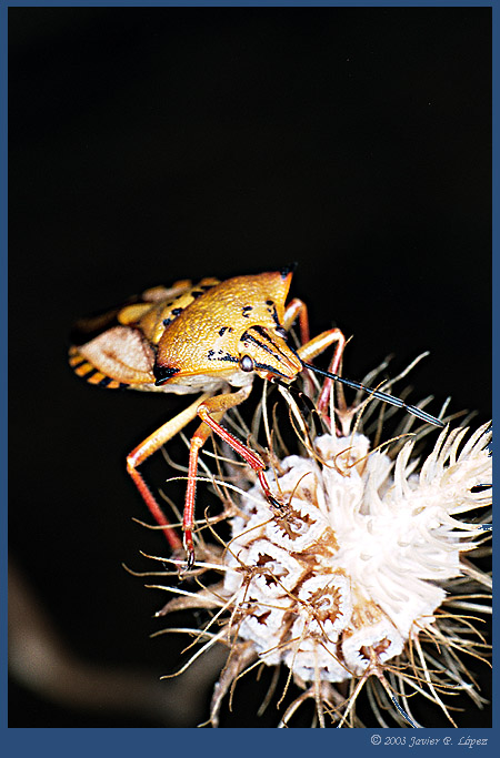 photo "Chinche" tags: macro and close-up, nature, insect