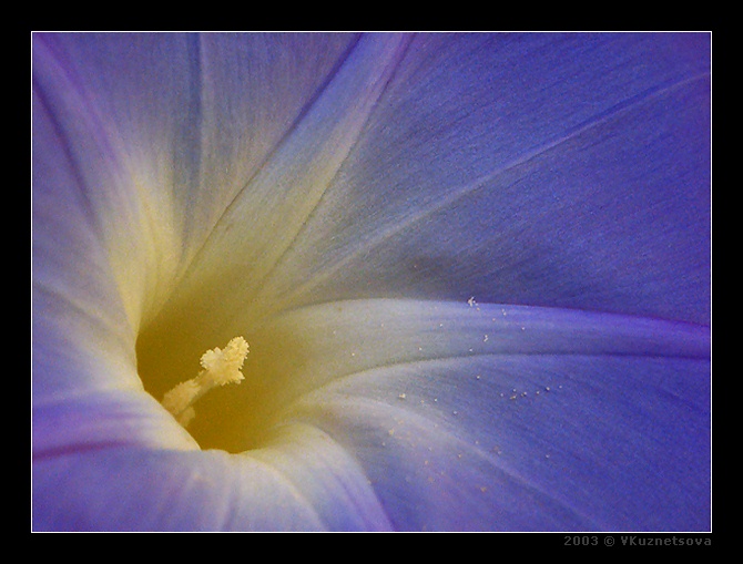 photo "**-**" tags: macro and close-up, nature, flowers