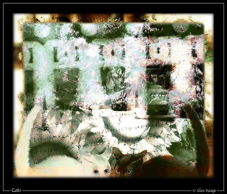photo "Cats" tags: montage, abstract, 