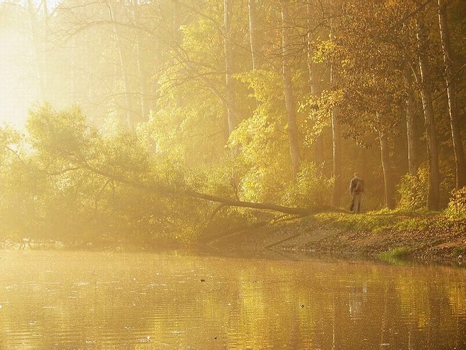 фото "Утро туманное, Утро седое II" метки: пейзаж, лес, осень