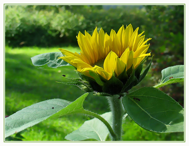 photo "Small sun and its inhabitants" tags: nature, flowers, insect