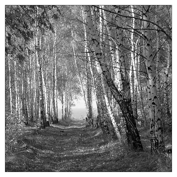 photo "Birchwood" tags: landscape, black&white, 