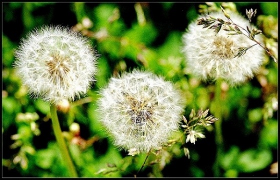 photo "» *** «" tags: nature, macro and close-up, flowers