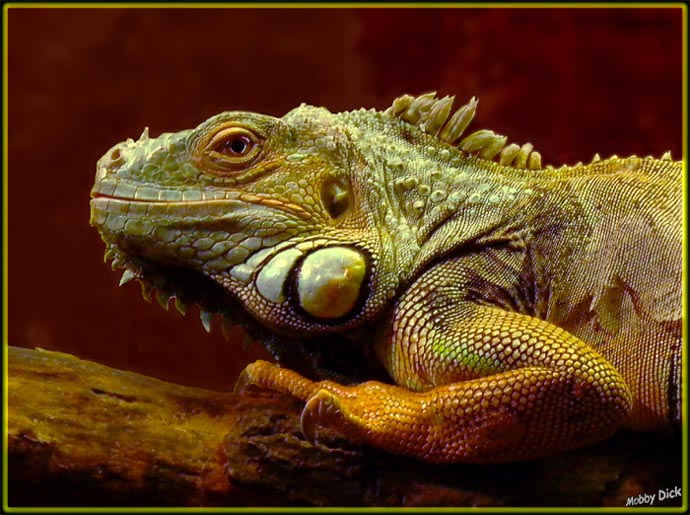 photo "portrait of the iguanas" tags: nature, wild animals