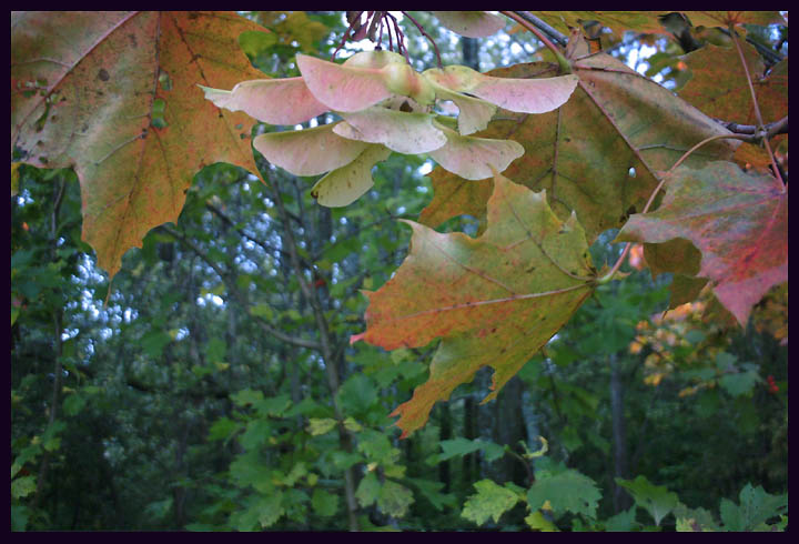 photo "Spirit of Fall" tags: landscape, autumn, forest