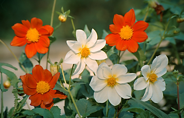 photo "*****" tags: nature, still life, flowers