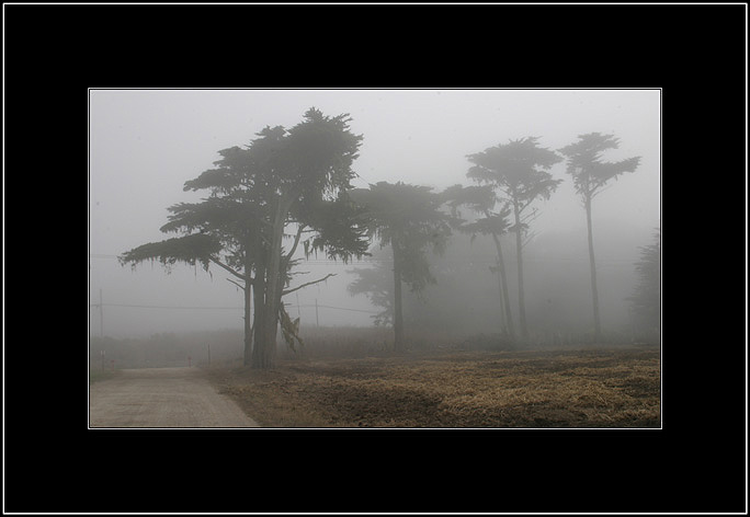 photo "Trees in the Fog" tags: nature, travel, North America, flowers