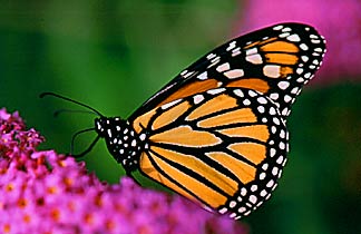 photo "Monarch" tags: nature, macro and close-up, insect