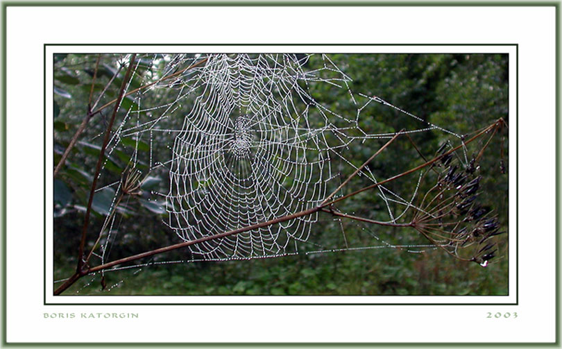 photo "Web" tags: macro and close-up, nature, 