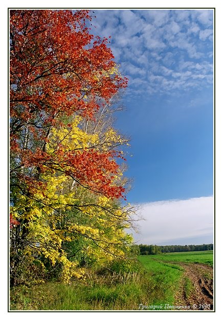 photo "Paints of an autumn #1" tags: landscape, autumn, forest