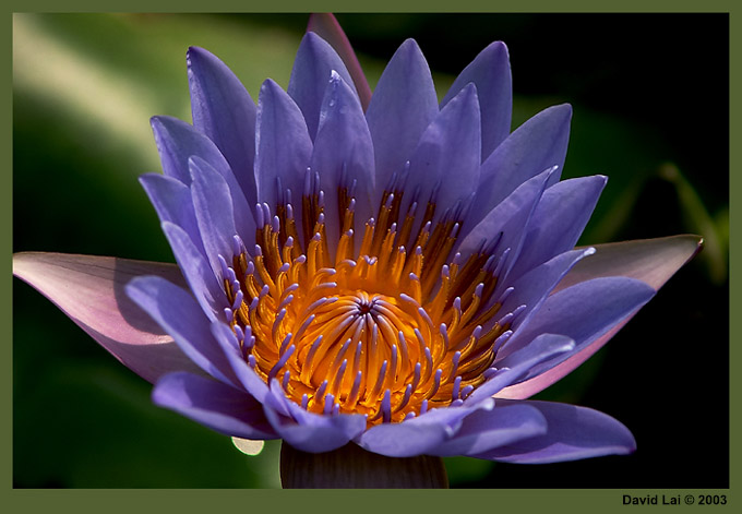 photo "Water Lily" tags: nature, flowers