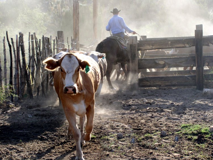photo "Comin` at Ya!" tags: nature, pets/farm animals