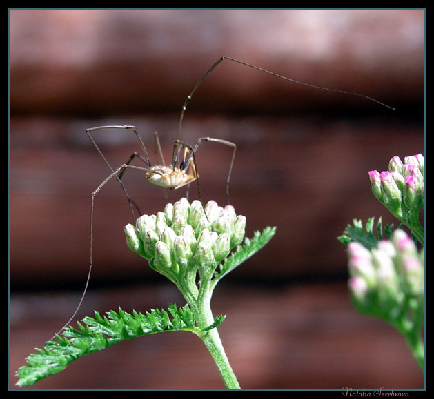 photo "Danser" tags: macro and close-up, nature, insect