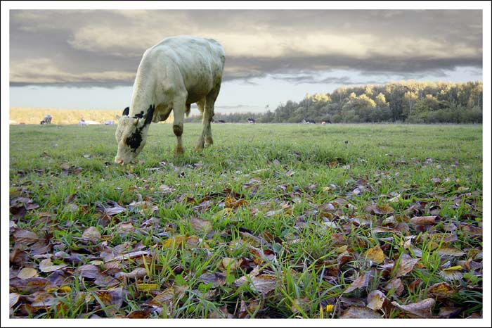 photo "Pastoral" tags: landscape, nature, autumn, pets/farm animals