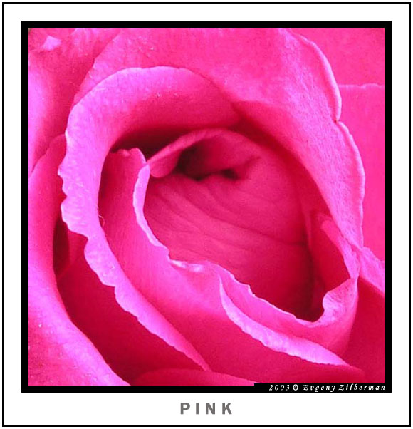 фото "Розовый" метки: макро и крупный план, 