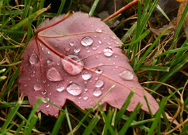 photo "A Message From the Fall" tags: nature, flowers