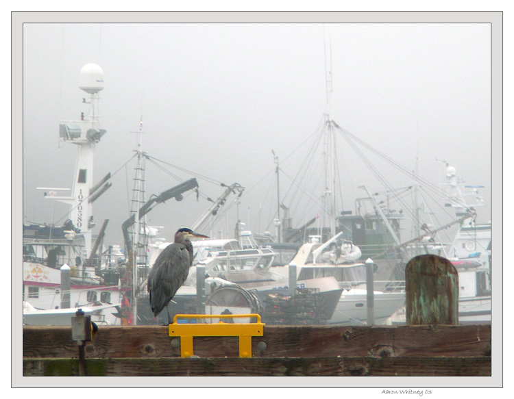 фото "foggy heron 4197" метки: пейзаж, природа, вода, дикие животные