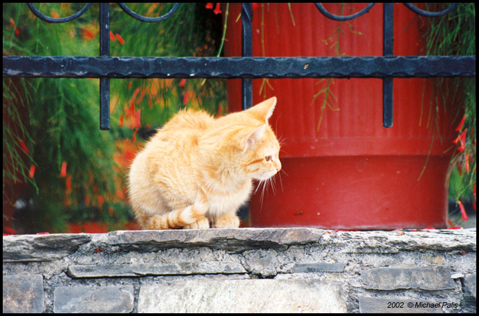 фото "looking for something!!" метки: природа, пейзаж, домашние животные