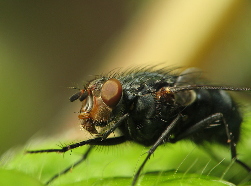 фото "Fly Pose" метки: природа, насекомое