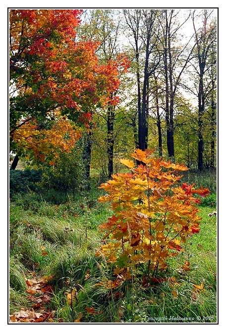 photo "Paints of an autumn #2" tags: landscape, autumn