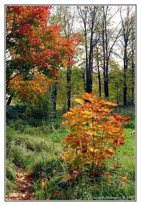 фото "Краски осени #2" метки: пейзаж, осень