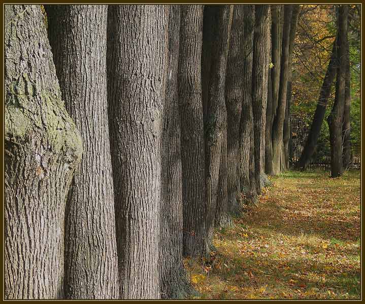 photo "Autumn recruiting" tags: landscape, autumn, forest