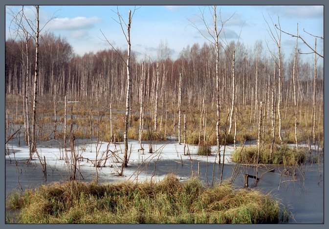 фото "Яузские болота / Лосиный Остров" метки: пейзаж, вода, осень