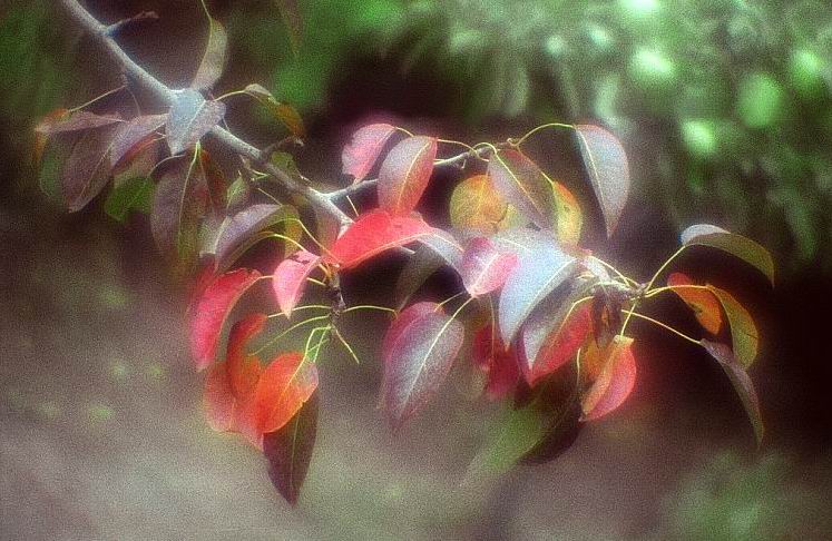 photo "Autumn signes..." tags: nature, still life, flowers