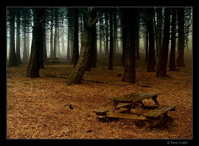 фото "The Forest" метки: пейзаж, горы, лес