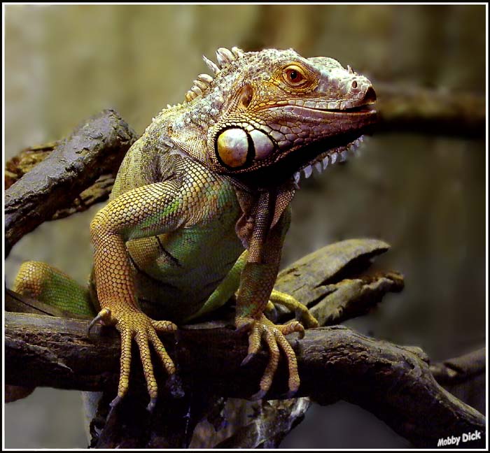 photo "iguanas" tags: nature, wild animals