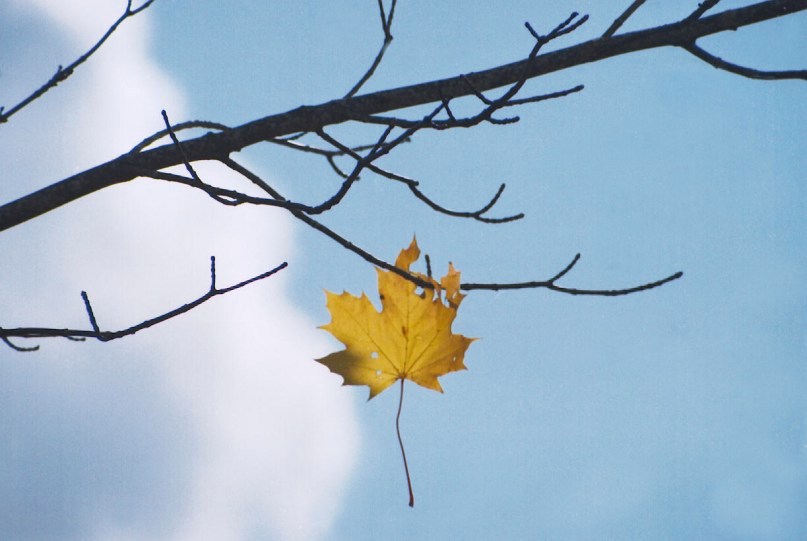 photo "Last try" tags: landscape, autumn